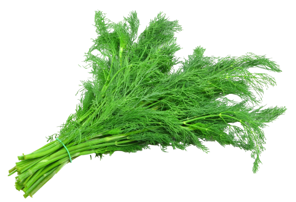 Koperek (éterických olejů, Kopru Vonného, suchém větraném, Anethum graveolens) Koperek